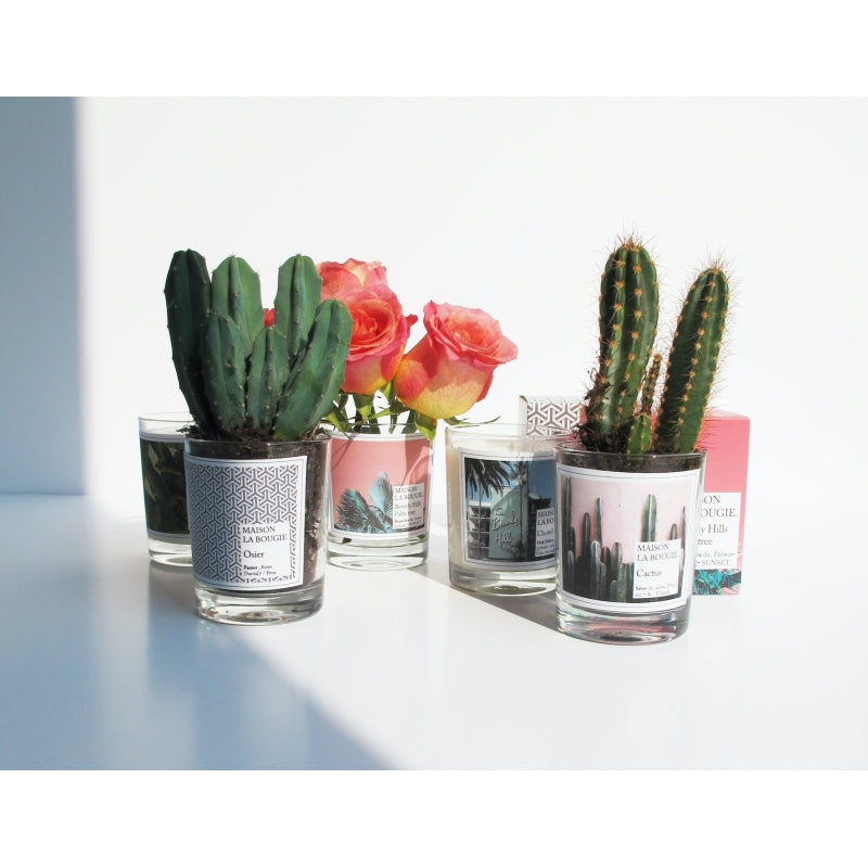 cactus scented candle 3